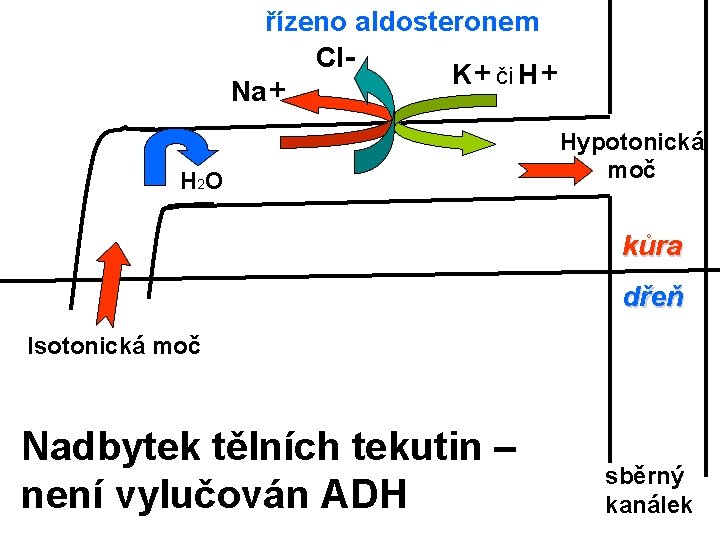 řízeno aldosteronem Cl. K+ či H+ Na+ H 2 O Hypotonická moč kůra dřeň
