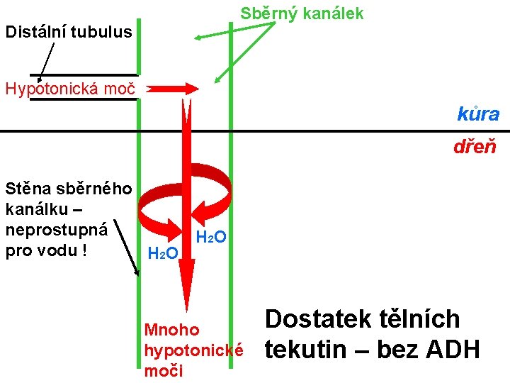 Sběrný kanálek Distální tubulus Hypotonická moč kůra dřeň Stěna sběrného kanálku – neprostupná pro
