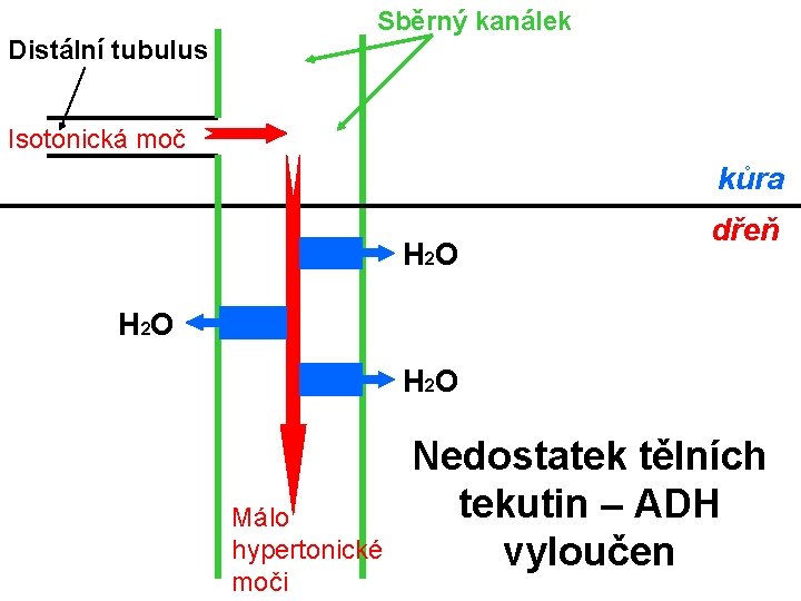 Distální tubulus Sběrný kanálek Isotonická moč kůra H 2 O dřeň H 2 O