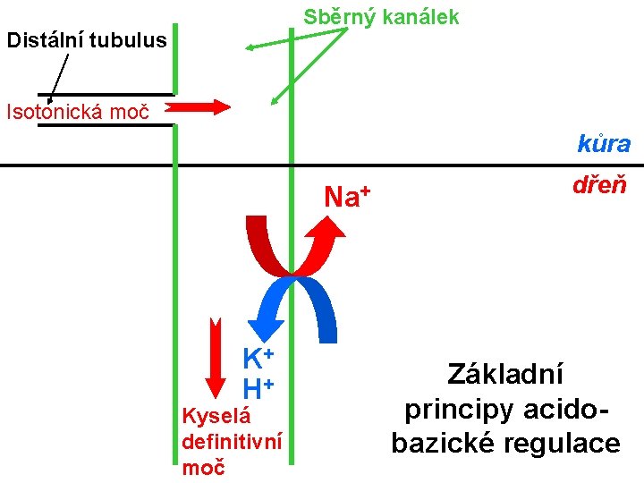 Sběrný kanálek Distální tubulus Isotonická moč kůra Na+ K+ H+ Kyselá definitivní moč dřeň