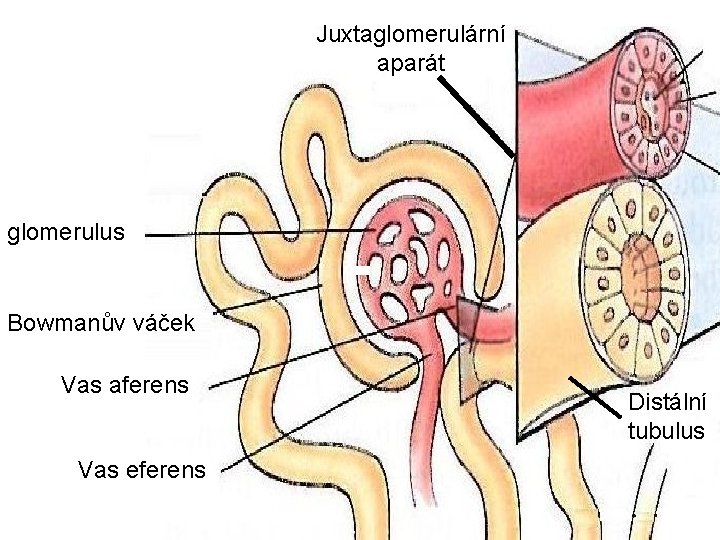 Juxtaglomerulární aparát glomerulus Bowmanův váček Vas aferens Vas eferens Distální tubulus 