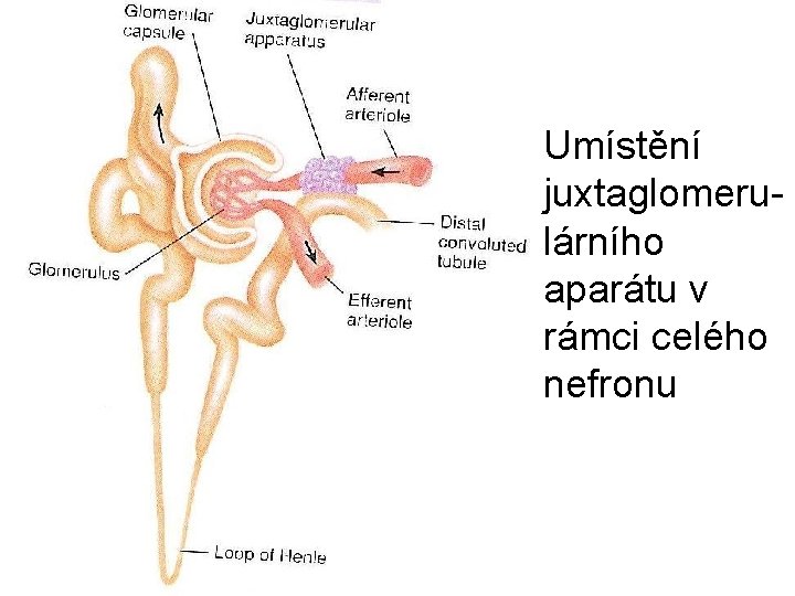 Umístění juxtaglomerulárního aparátu v rámci celého nefronu 