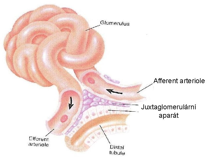 Afferent arteriole Juxtaglomerulární aparát 