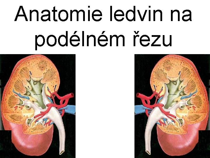 Anatomie ledvin na podélném řezu 