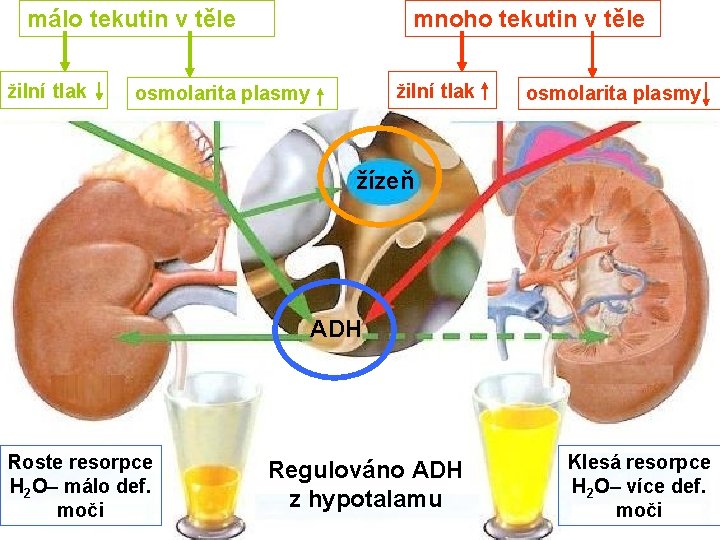 málo tekutin v těle žilní tlak mnoho tekutin v těle žilní tlak osmolarita plasmy