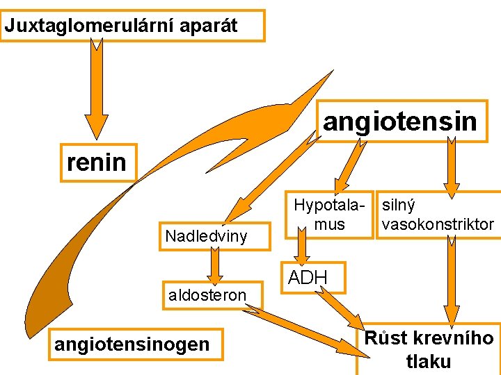 Juxtaglomerulární aparát angiotensin renin Nadledviny aldosteron angiotensinogen Hypotalamus silný vasokonstriktor ADH Růst krevního tlaku