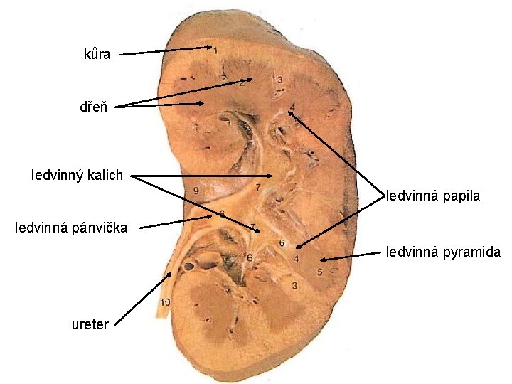 kůra dřeň ledvinný kalich ledvinná papila ledvinná pánvička ledvinná pyramida ureter 