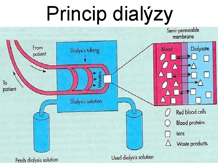 Princip dialýzy 