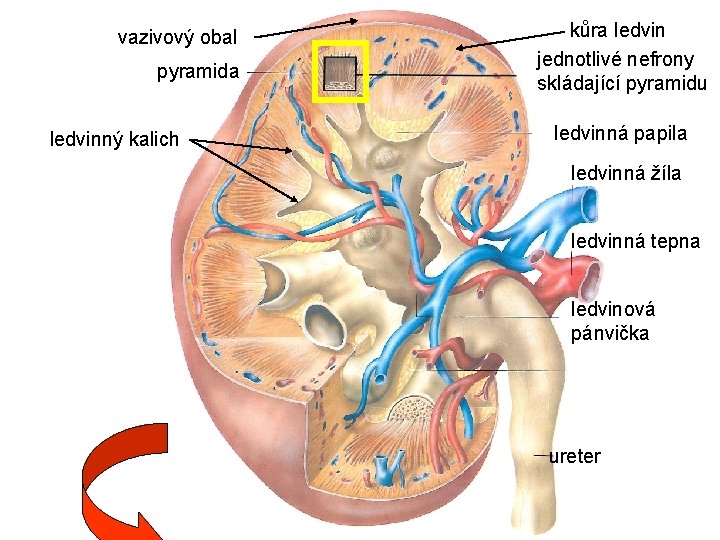 vazivový obal pyramida ledvinný kalich kůra ledvin jednotlivé nefrony skládající pyramidu ledvinná papila ledvinná
