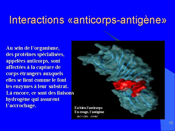 Interactions «anticorps-antigène» Au sein de l’organisme, des protéines spécialisées, appelées anticorps, sont affectées à