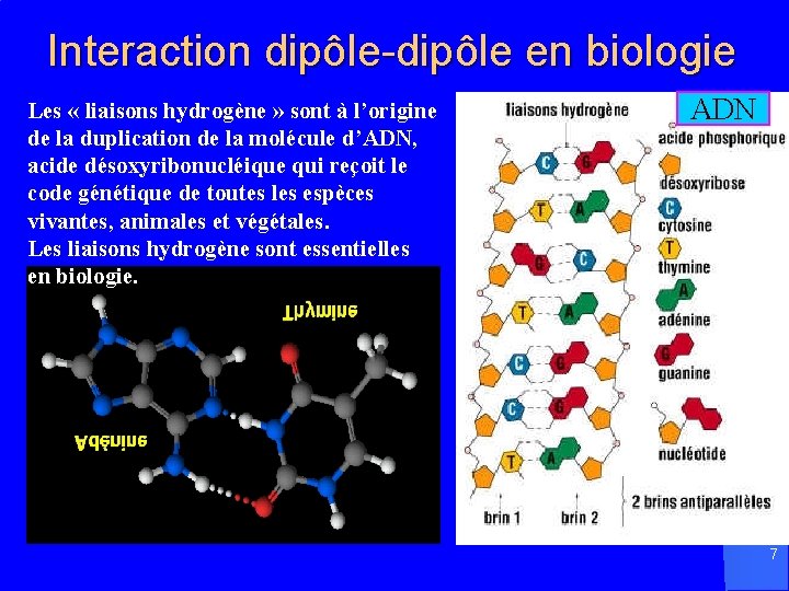 Interaction dipôle-dipôle en biologie Les « liaisons hydrogène » sont à l’origine de la