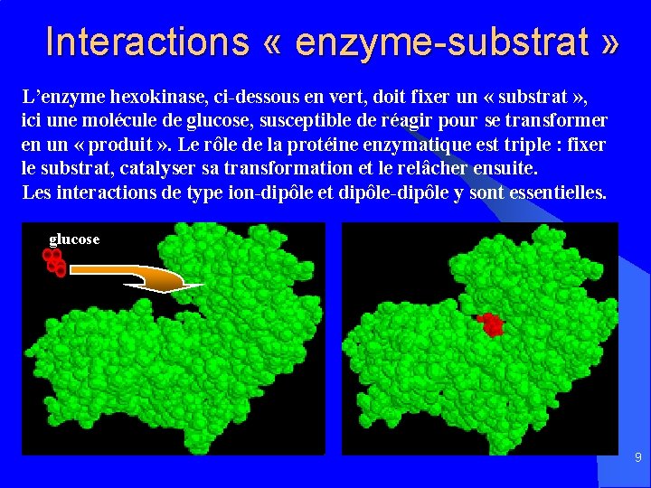Interactions « enzyme-substrat » L’enzyme hexokinase, ci-dessous en vert, doit fixer un « substrat