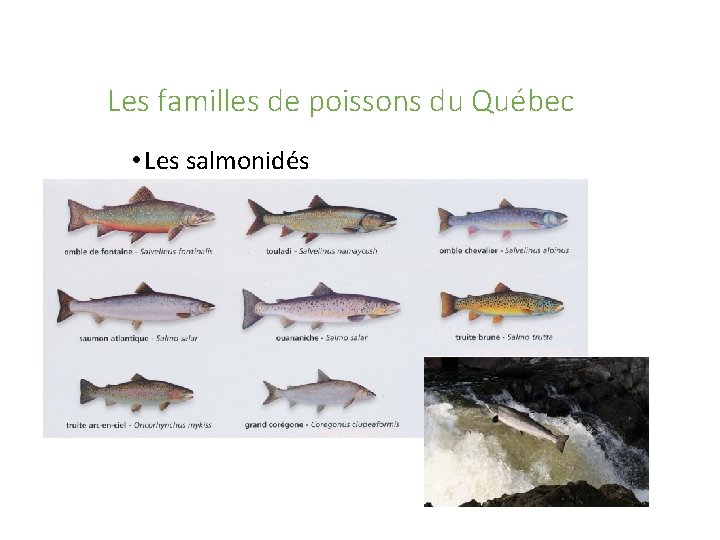 Les familles de poissons du Québec • Les salmonidés 