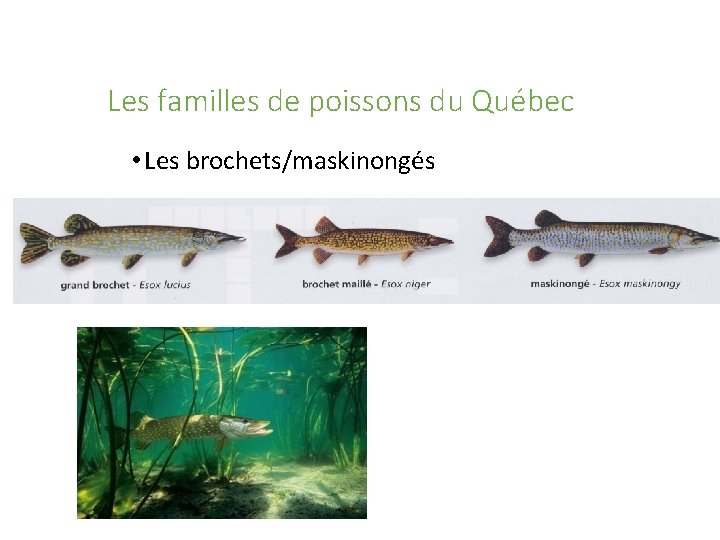 Les familles de poissons du Québec • Les brochets/maskinongés 