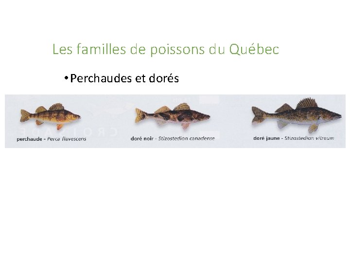 Les familles de poissons du Québec • Perchaudes et dorés 