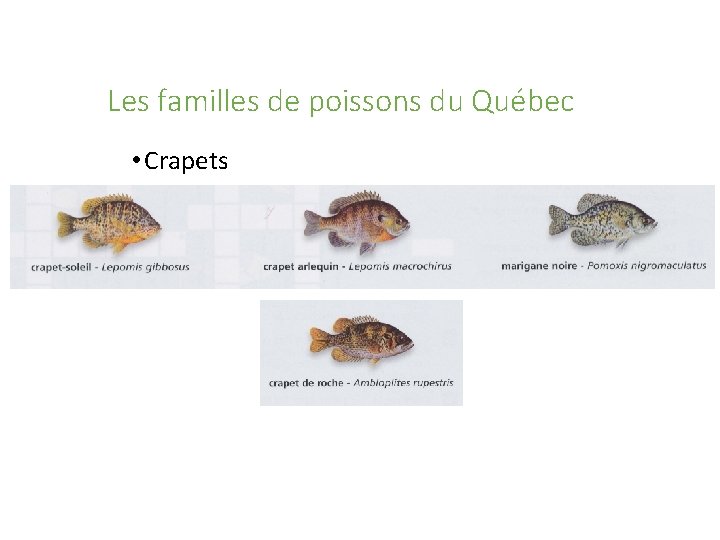 Les familles de poissons du Québec • Crapets 