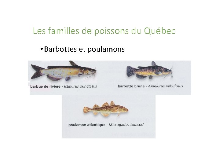 Les familles de poissons du Québec • Barbottes et poulamons 