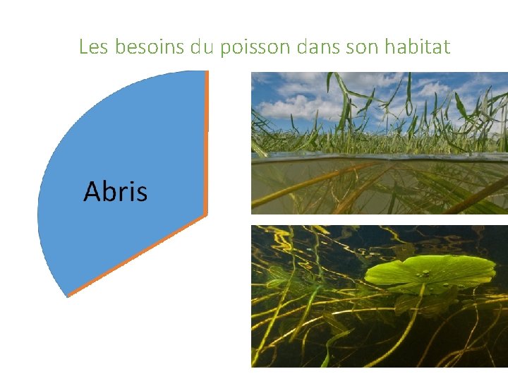 Les besoins du poisson dans son habitat 