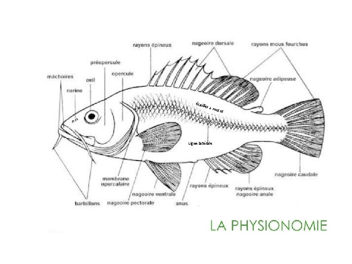 écail le s+m Ligne latérale ucus 