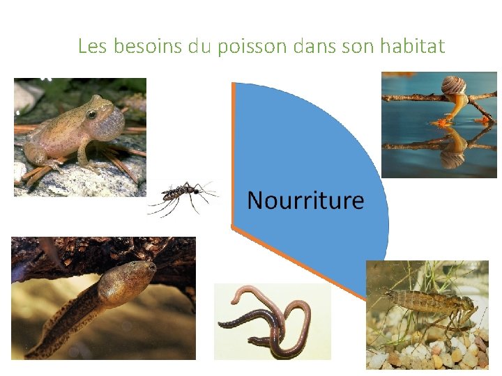 Les besoins du poisson dans son habitat 