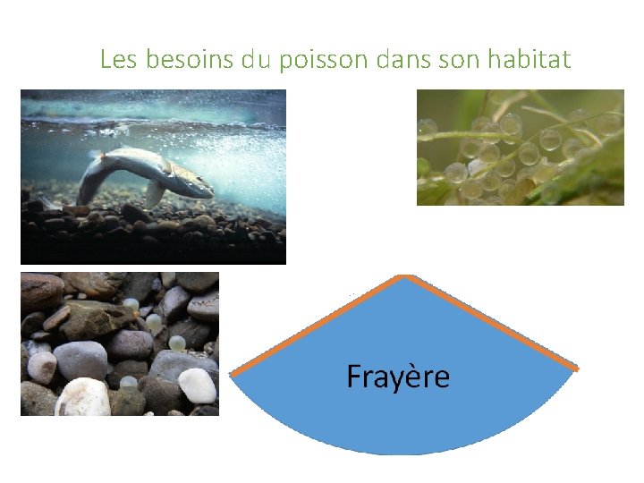 Les besoins du poisson dans son habitat 