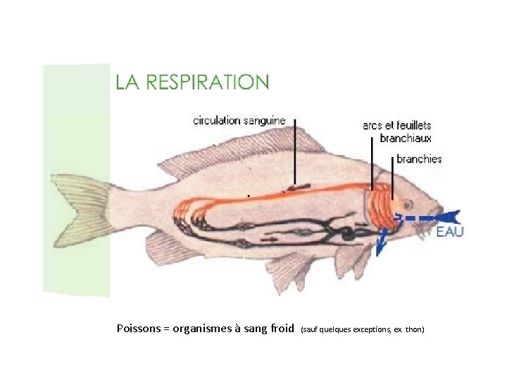 Poissons = organismes à sang froid (sauf quelques exceptions, ex. thon) 