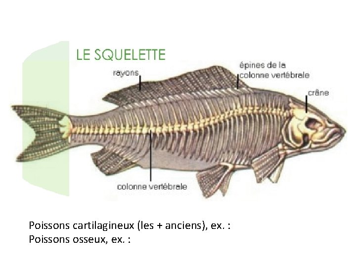 Poissons cartilagineux (les + anciens), ex. : Poissons osseux, ex. : 