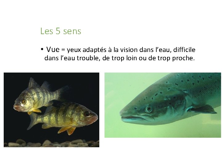 Les 5 sens • Vue = yeux adaptés à la vision dans l’eau, difficile