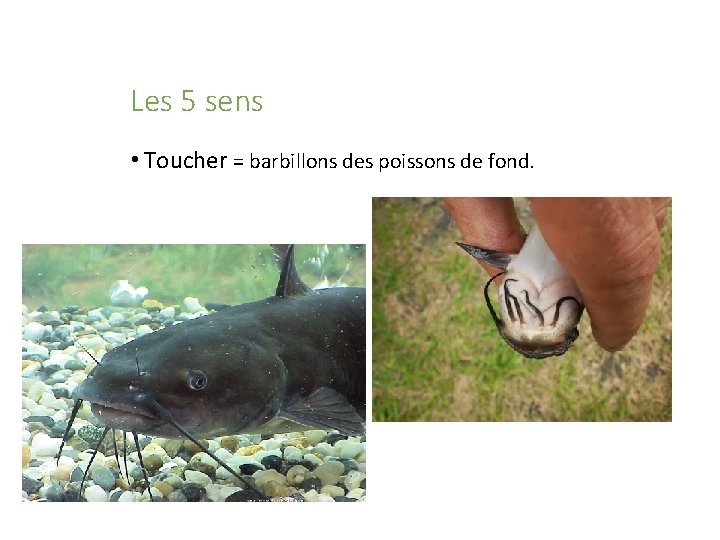 Les 5 sens • Toucher = barbillons des poissons de fond. 