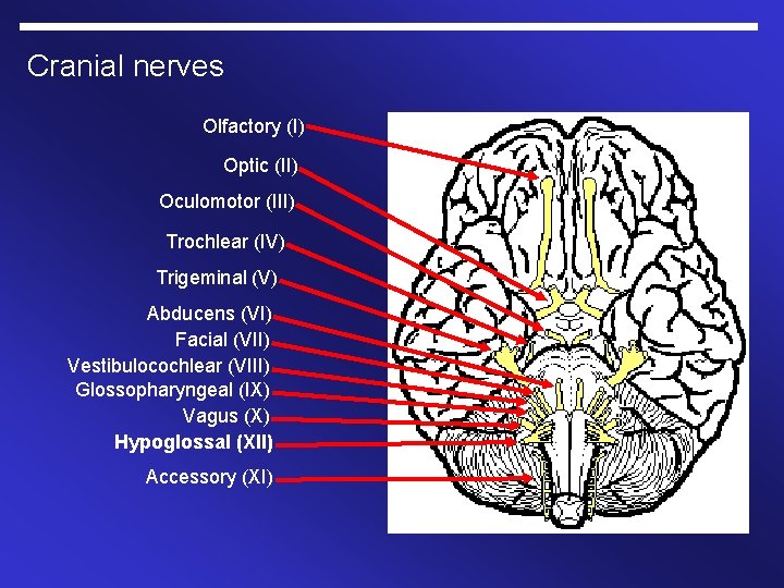 Cranial nerves Olfactory (I) Optic (II) Oculomotor (III) Trochlear (IV) Trigeminal (V) Abducens (VI)