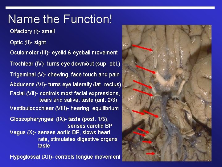 Name the Function! Olfactory (I)- smell Optic (II)- sight Oculomotor (III)- eyelid & eyeball