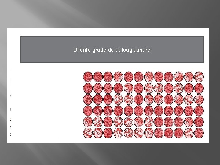 Diferite grade de autoaglutinare 