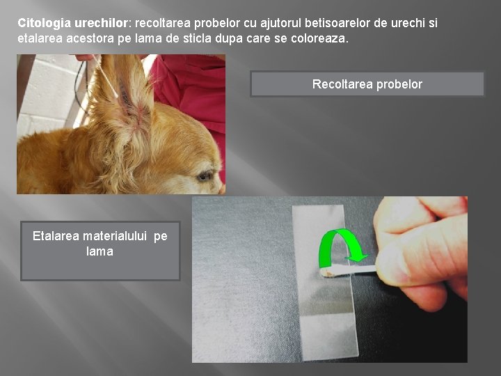 Citologia urechilor: recoltarea probelor cu ajutorul betisoarelor de urechi si etalarea acestora pe lama