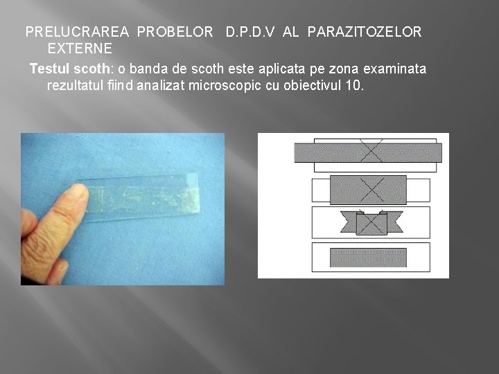 PRELUCRAREA PROBELOR D. P. D. V AL PARAZITOZELOR EXTERNE Testul scoth: o banda de