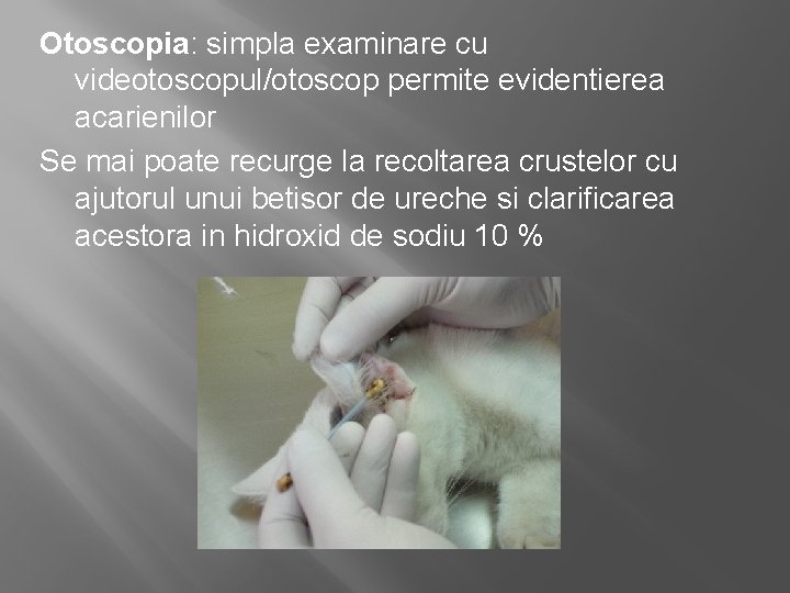 Otoscopia: simpla examinare cu videotoscopul/otoscop permite evidentierea acarienilor Se mai poate recurge la recoltarea