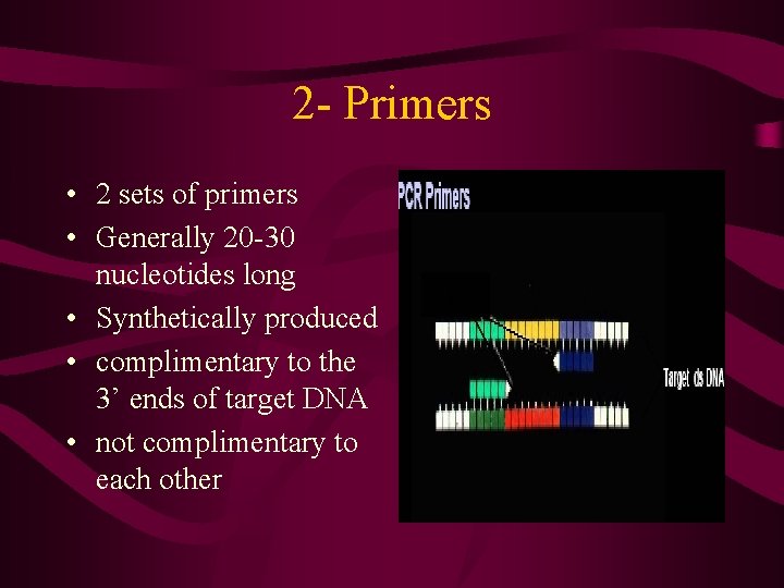 2 - Primers • 2 sets of primers • Generally 20 -30 nucleotides long
