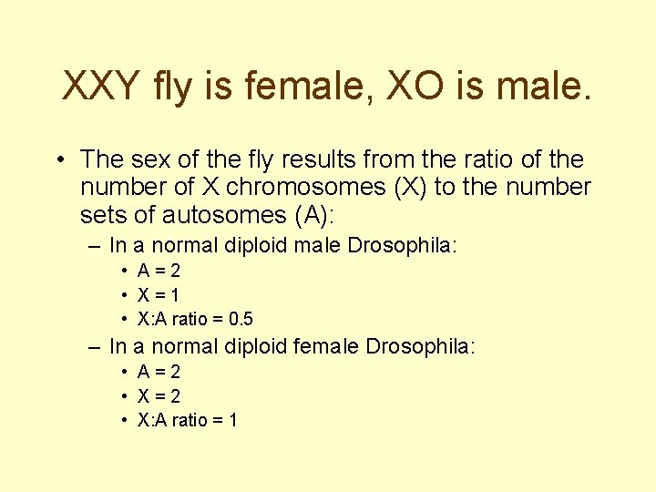 XXY fly is female, XO is male. • The sex of the fly results