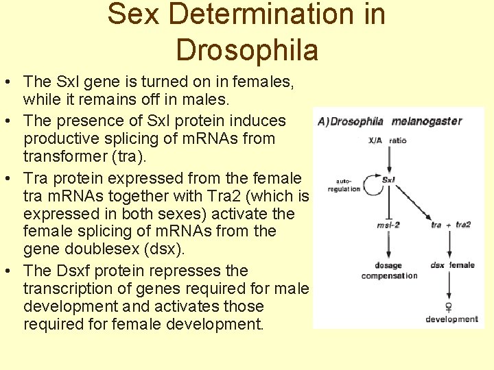 Sex Determination in Drosophila • The Sxl gene is turned on in females, while