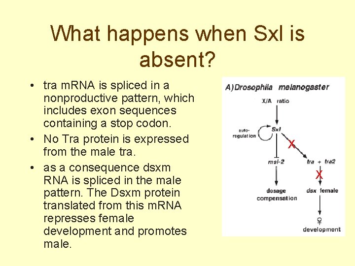 What happens when Sxl is absent? • tra m. RNA is spliced in a