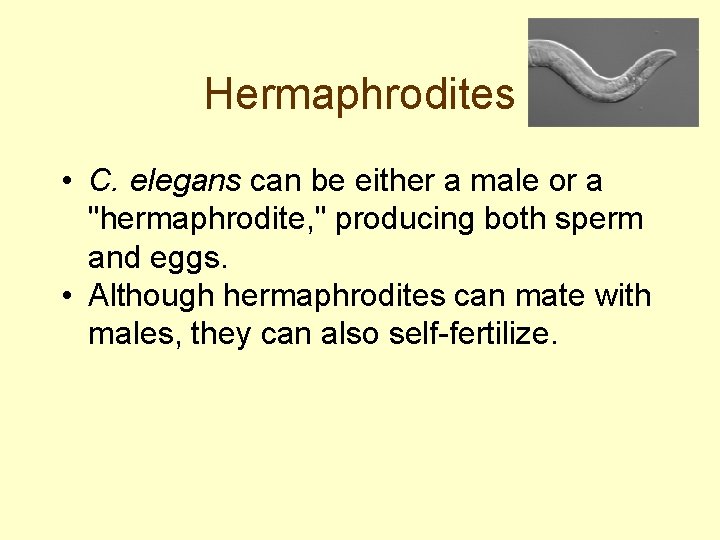 Hermaphrodites • C. elegans can be either a male or a "hermaphrodite, " producing