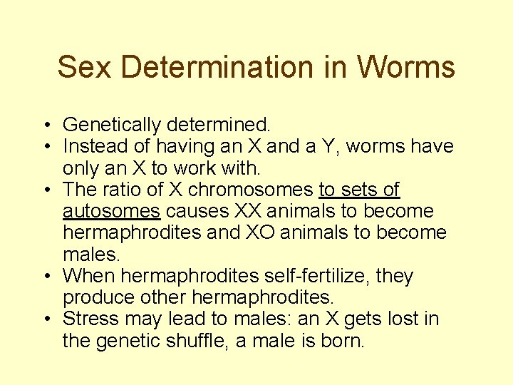 Sex Determination in Worms • Genetically determined. • Instead of having an X and