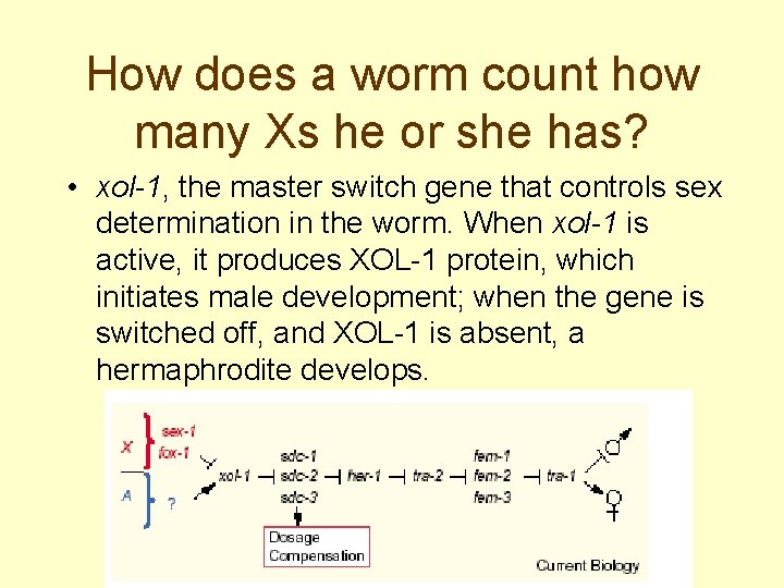 How does a worm count how many Xs he or she has? • xol-1,