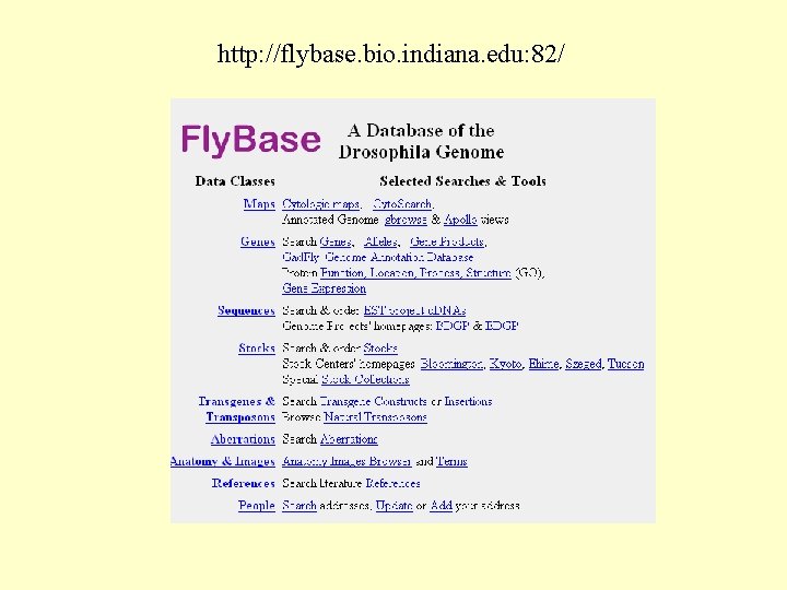 http: //flybase. bio. indiana. edu: 82/ 