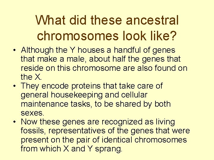 What did these ancestral chromosomes look like? • Although the Y houses a handful