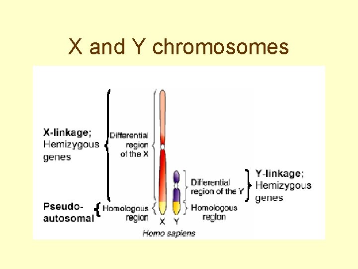 X and Y chromosomes 