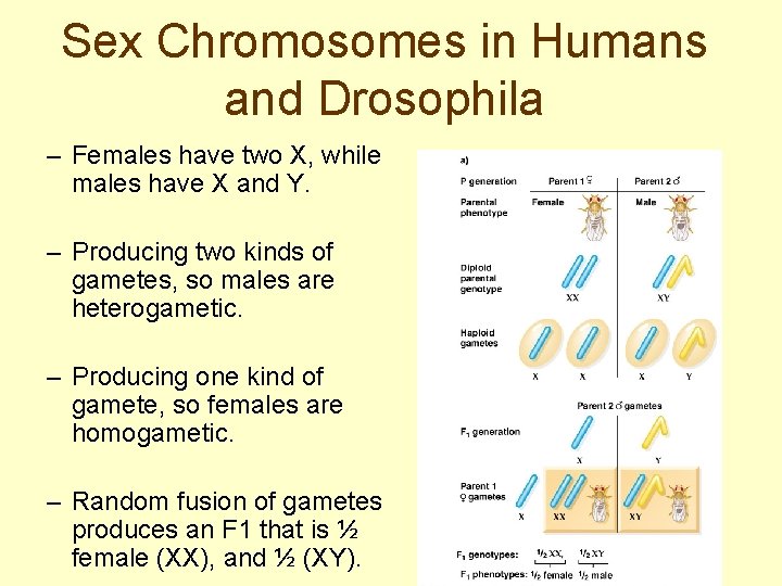 Sex Chromosomes in Humans and Drosophila – Females have two X, while males have