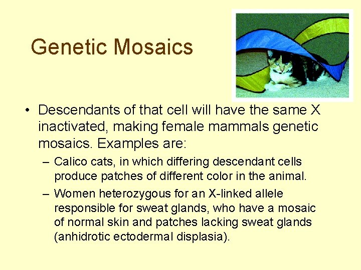 Genetic Mosaics • Descendants of that cell will have the same X inactivated, making