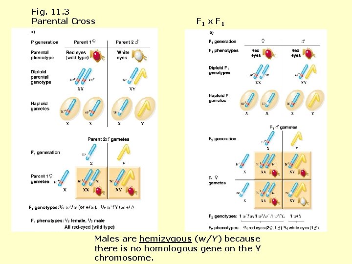 Fig. 11. 3 Parental Cross F 1 x F 1 Males are hemizygous (w/Y)