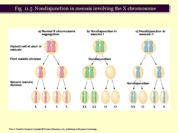 Fig. 11. 5 Nondisjunction in meiosis involving the X chromosome Peter J. Russell, i.