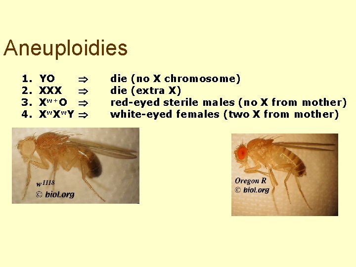 Aneuploidies 1. 2. 3. 4. YO XXX Xw+O Xw. Y die (no X chromosome)